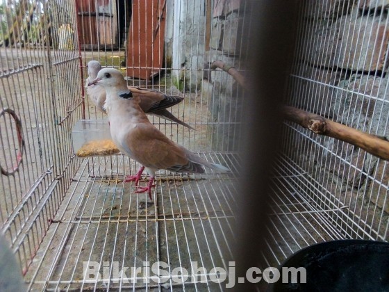 Australian Dove With Baby